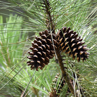 Fresh Pine Fir Needle Wood Wick Soy Candle